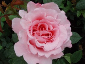 RACHEL (hybrid tea)